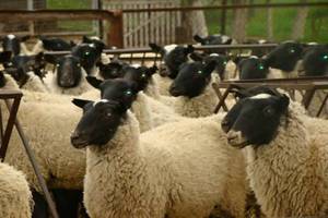 Новая овцеводческая ферма Ленобласти будет производить 20 тонн мяса в год