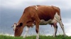 Белоруссия поставляет в Казахстан мясо отработавших свой срок молочных коров - Назарбаев
