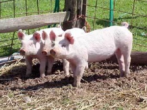 Свиноводческие фермы Воронежской области закрываются на длительные сроки