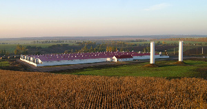 Свиноводы «Агро-Белогорья» вышли на пиковые производственные показатели