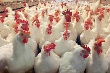 На Кубани директора птицефабрики будут судить за долги по зарплате На Кубани директора птицефабрики будут судить за долги по зарплате