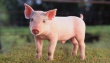 Какие факторы повлияют на цены на свиней в США в 2015 году?