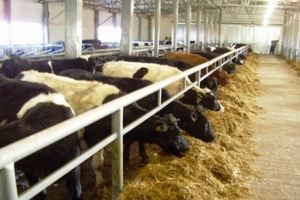  К 2020 году Воронежская область планирует удвоить производство мяса