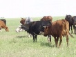 В Алтайском крае сократился вывоз скота