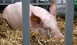 На сельхозпредприятиях Кубани осталось 580 тыс. свиней