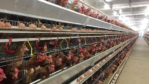 Крупнейший производитель мяса птицы в Ленобласти открыл интернет-магазин