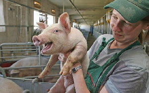 Крупному свиноводческому проекту в Башкирии окажут поддержку