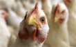 Армения временно запретила ввоз курятины и яиц из Китая