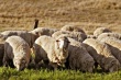  Вопросы перегона овец и готовности к зимовке скота животноводы Дагестана обсудили на выездном совещании в Бабаюртовском районе 