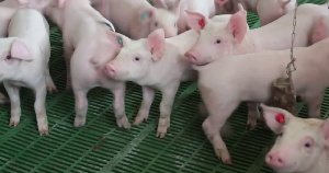 СГЦ «Вишневский» оспорил постановление ИФНС в арбитражном суде