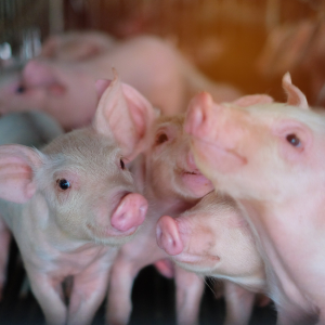 «Агропромкомплектация» начала строительство в Рязанской области первых двух свинокомплексов из пяти