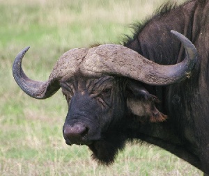 В Армении возрождают буйволиные фермы