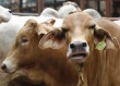 Производство говядины в сельскохозяйственных предприятиях Украины сократилось на 16%
