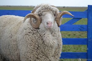В Кыргызстане в целях возрождения тонкорунного овцеводства и создания условий для увеличения производства шерсти разработали концепцию на 2015-2020 годы.