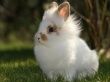 Костромская компания научит Пензу выращивать кроликов