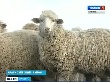 В одном из сел Новосибирской области развивают овцеводство, чтобы сохранить жизнь селу