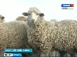 В одном из сел Новосибирской области развивают овцеводство, чтобы сохранить жизнь селу В одном из сел Новосибирской области развивают овцеводство, чтобы сохранить жизнь селу