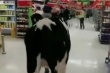 Британские фермеры привели в магазины коров, протестуя против низких закупочных цен на молоко