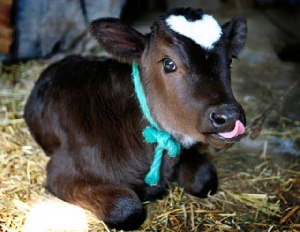 Минсельхоз отметил успехи пензенских животноводов