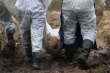 Чума свиней выявлена в еще двух волостях Латвии