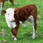Ставропольский институт животноводства запатентует новый тип мясных коров