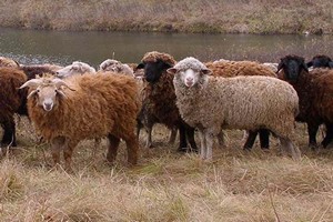 Воронежским фермерам предлагают вложить 9 млн рублей в разведение овец