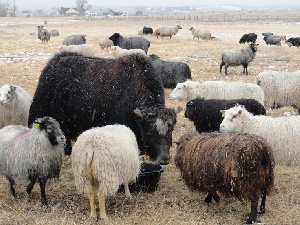 Животноводы Республики Тыва будут поставлять баранину и мясо яка в Узбекистан