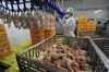 "Кировхлеб" займется производством мяса бройлеров "Кировхлеб" займется производством мяса бройлеров