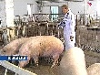 Власти Невинномысска ставят заслоны на пути АЧС