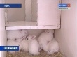Мурманские фермеры планируют увеличить поголовье кроликов