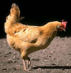 Поголовье птицы в Мурманской области сократилось на 92 процента