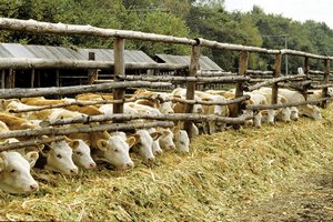 Смоленские животноводы получат 200 миллионов рублей из областного бюджета