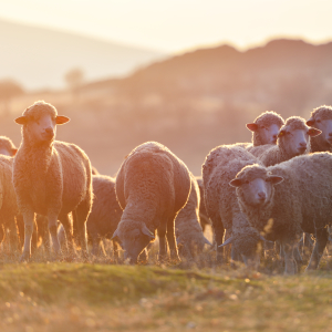 ГАП «Ресурс» планирует вдвое увеличить поголовье овец в Ростовской области