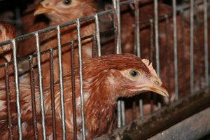 В первом квартале этого года птицеводы Северной Осетии заметно сдали позиции В первом квартале этого года птицеводы Северной Осетии заметно сдали позиции