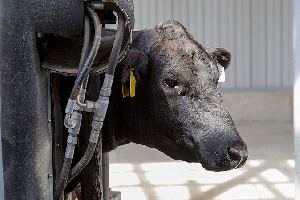 По Животноводству В Тульской Области – Устойчивый Прирост Производства