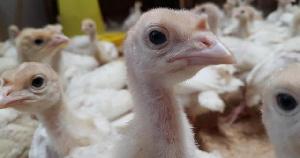 Первый производитель индейки в Амурской области успешно развивает бизнес