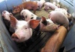 Число фермерских хозяйств в Новосибирской области будет сокращаться - глава Национального союза свиноводов