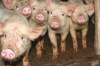 На Тайване разработана вакцина от "болезни синего уха" у свиней