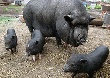 В Костромской области начали выращивать экзотических вьетнамских свиней