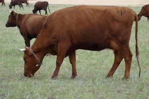 Якутия купила на Алтае коров почти на восемь миллионов рублей