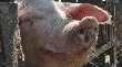 Фермеры остались без свиней. За ликвидацию животных в хозяйствах Ленобласти бюджет выплатит компенсацию