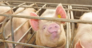 В сентябре в Пензенской области будет запущен новый свиноводческий комплекс