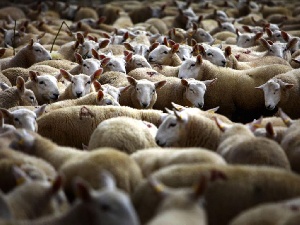 Калининградские овцеводы: отрасль развивается скорее вопреки областной программе Калининградские овцеводы: отрасль развивается скорее вопреки областной программе