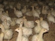 На птицефабрике «Сибирской губернии» умерли от страха 400 индюшат
