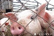 Отказываться от мяса сочинцам не стоит Отказываться от мяса сочинцам не стоит