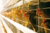 Испанского поставщика оборудования винят в гибели 400 тысяч кур на Синявинской птицефабрике