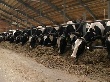 390 миллионов рублей — на поддержку животноводства Архангельской области