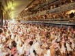 РФ в I полугодии увеличила ввоз мяса птицы на 35%, других видов мяса – на 1,6% - ФТС