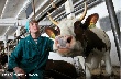 После вступления России в ВТО импорт мяса и молочных продуктов вырос на 10–33,5%