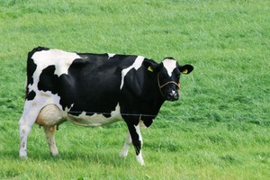 Поголовье мясного скота в Калужской области за год выросло на треть